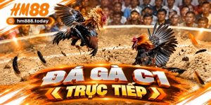 Đá Gà C1 Trực Tiếp